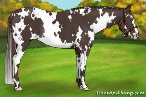 Horse Color:White Spotted Liver Chestnut Splash Frame 