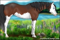 Horse Color:Bay Splash 