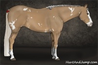 Horse Color:White Spotted Palomino Splash 