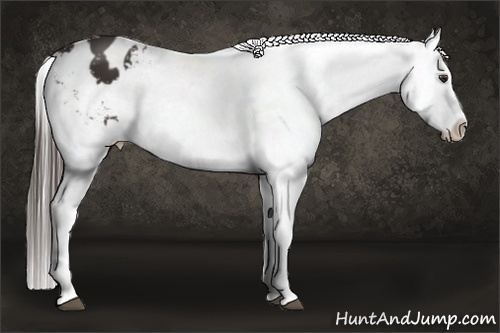 Horse Color:Liver Chestnut Snowflake Varnish