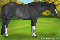 Horse Color:Black Rabicano 