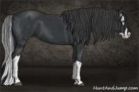 Horse Color:Black Splash