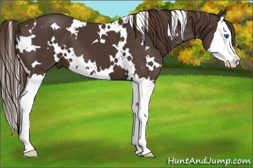 Horse Color:White Spotted Liver Chestnut Splash