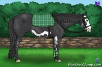 Horse Color:Black Splash Frame 