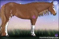 Horse Color:White Spotted Chestnut Sabino