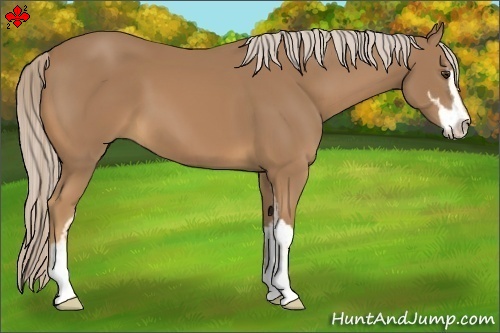 Horse Color:Palomino Sabino