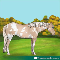 Horse Color:White Spotted Chocolate Palomino Pearl 