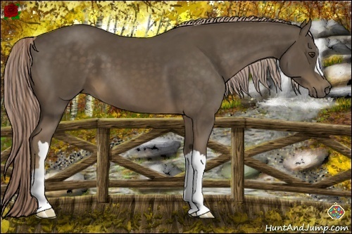 Horse Color:Chocolate Palomino 