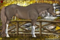 Horse Color:Chocolate Palomino 