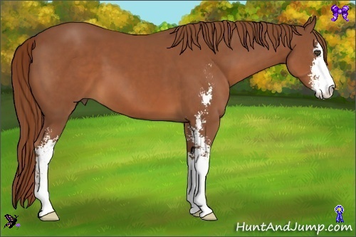 Horse Color:Chestnut Sabino 