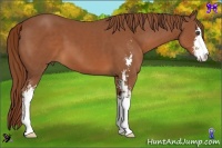 Horse Color:Chestnut Sabino