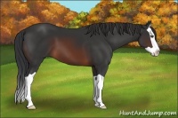 Horse Color:Brown Splash