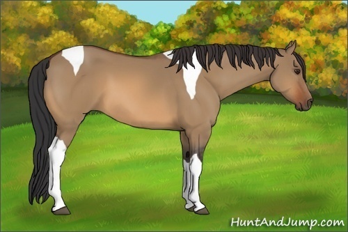 Horse Color:Bay Dun Tobiano