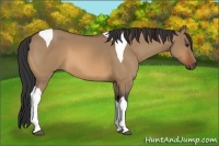 Horse Color:Bay Dun Tobiano 