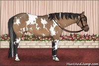 Horse Color:White Spotted Bay Dun