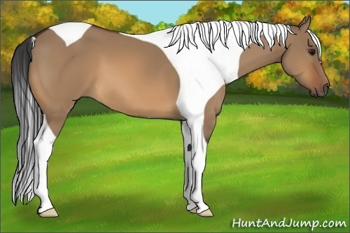 Horse Color:Unknown 