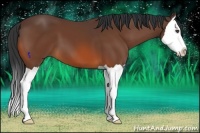 Horse Color:Bay Splash 
