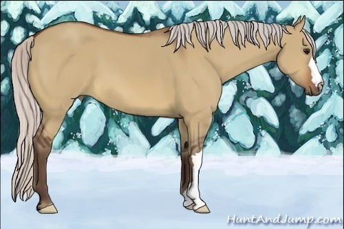 Horse Color:Silver Bay Dun