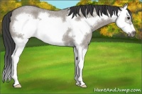 Horse Color:Smoky Grullo Roan Splash Frame 
