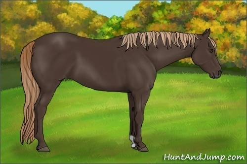 Horse Color:Liver Chestnut
