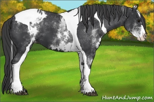 Horse Color:White Spotted Black Splash Tobiano Frame Varnish 
