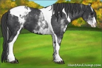 Horse Color:White Spotted Black Splash Tobiano Frame Varnish 