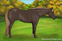 Horse Color:Liver Chestnut 