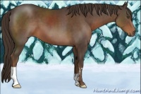 Horse Color:Liver Chestnut Frame
