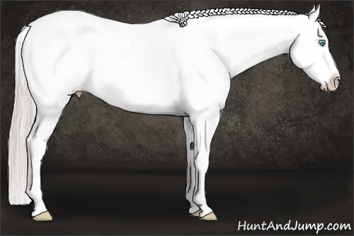 Horse Color:Chocolate Palomino Pearl Appaloosa