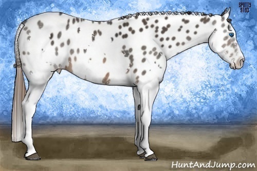 Horse Color:Brown Splash Appaloosa Rabicano  Brindle
