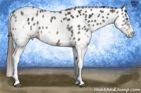 Horse Color:Brown Splash Appaloosa Rabicano  Brindle
