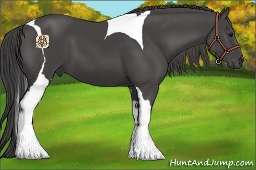 Horse Color:Smoky Black Tobiano 
