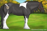Horse Color:Smoky Black Tobiano