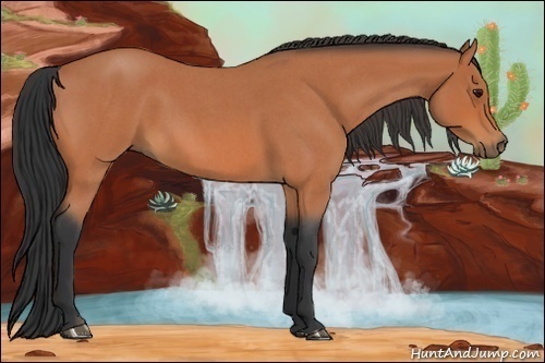 Horse Color:Bay Roan 