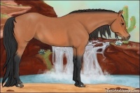 Horse Color:Bay Roan 