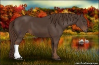 Horse Color:Liver Chestnut 