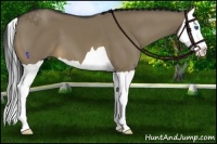 Horse Color:Buckskin Dun Splash 