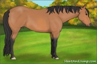 Horse Color:Buckskin Frame 
