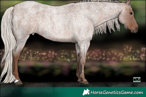 Horse Color:Silver Blue Roan 
