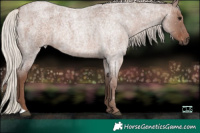 Horse Color:Silver Blue Roan 