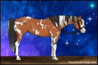 Horse Color:White Spotted Bay Splash Frame