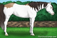 Horse Color:Amber Champagne Splash 