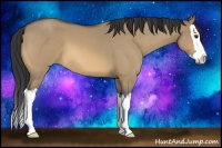 Horse Color:Buckskin Roan Dun Splash