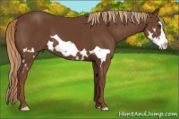 Horse Color:Chestnut Splash Frame