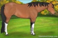 Horse Color:Bay 