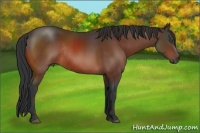 Horse Color:Bay Frame Rabicano 