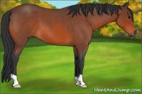 Horse Color:Bay Roan 