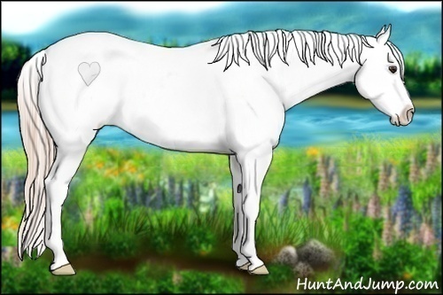 Horse Color:Palomino Sabino Appaloosa 