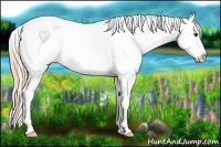 Horse Color:Palomino Sabino Appaloosa 