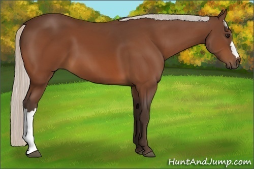 Horse Color:Silver Bay 